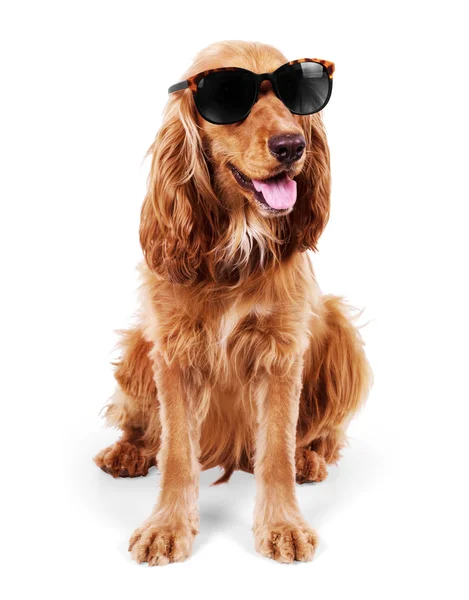 güzel cocker spaniel üzerinde beyaz izole siting güneş gözlüğü 
