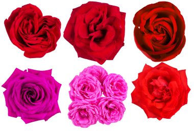 Gül çiçek kümesi. beyaz izole.