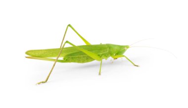 Beyaz arka planda Çekirge Çekirgesi