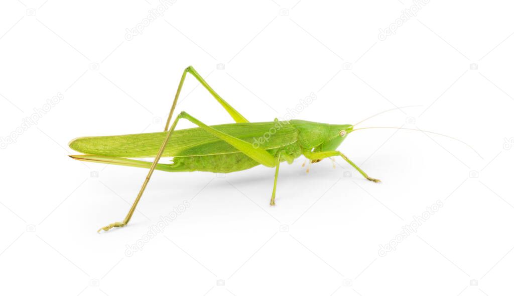 Citrus Locust Cotton Locust  on white background