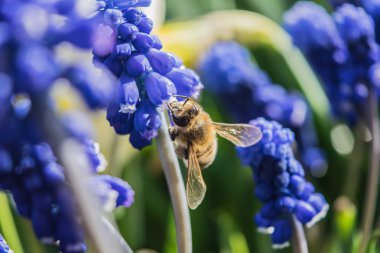 Bir arı çiçeklerden nektar toplar.