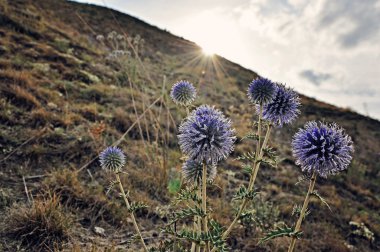 Gün batımında Echinops