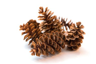 Çam kozalakları, izole