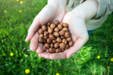fındık tutan eller