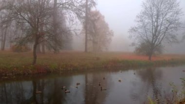 Sonbahar parkında sisli küçük göl üzerindeki renkli ağaçların hava aracı görüntüleri.