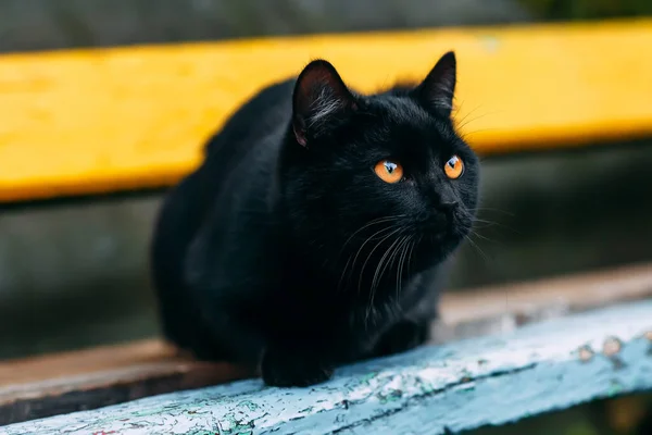 Retrato Gato Negro Mugriento Sin Hogar Hermoso Gato Negro Con —  Fotos de Stock