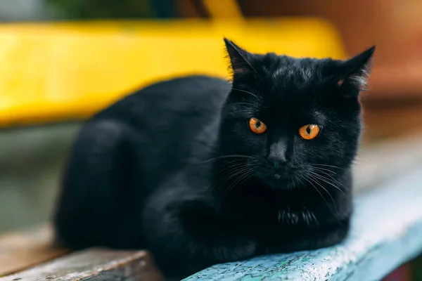 Retrato Gato Negro Mugriento Sin Hogar Hermoso Gato Negro Con —  Fotos de Stock