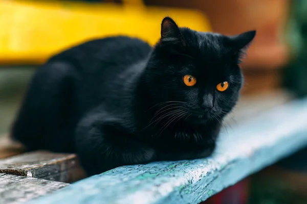 Portret Bezdomnego Czarnego Kota Piękny Czarny Kot Żółtymi Oczami Zwierzęta — Zdjęcie stockowe