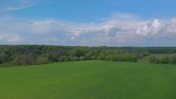 Latające wzdłuż zielonego młodego pola pszenicy wiosną słoneczny dzień przez drona — Wideo stockowe
