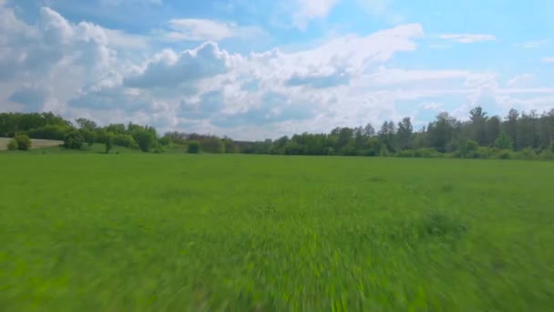 Extremt nära flyger längs den gröna unga vetefält på våren solig dag med drönare — Stockvideo