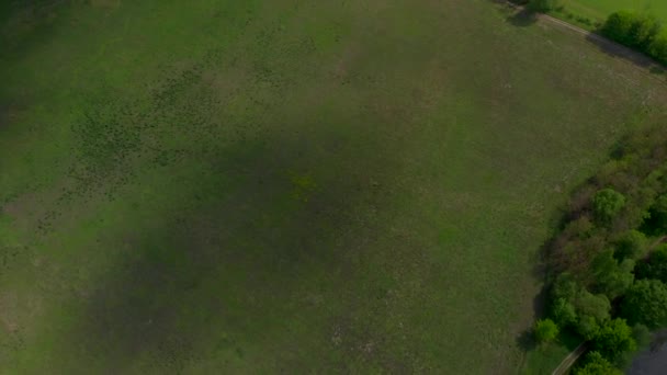 Blick von oben auf die grüne Wiese am sonnigen Frühlingstag mit einer Drohne — Stockvideo