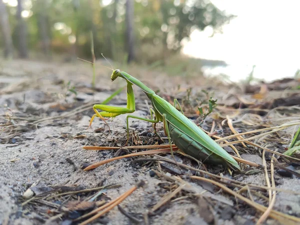 Dişi Avrupa peygamber devesi ya da peygamber devesi, peygamber devesi dini. Yeşil peygamberdevesi, yaklaş, seçici odaklan