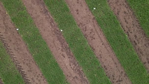 初期の小麦、ライ麦、キビやトウモロコシとストライプフィールドの空中ビュー。若い早緑草. — ストック動画