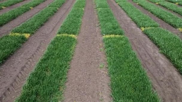 Vista aérea do campo listrado com trigo, centeio, painço ou milho. Jovem grama verde cedo. — Vídeo de Stock