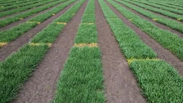 Vista aérea do campo listrado com trigo, centeio, painço ou milho. Jovem grama verde cedo. — Vídeo de Stock