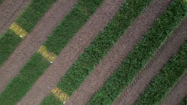 Aerial view of striped field with early wheat, rye, millet or corn. Young early green grass. — Stock Video