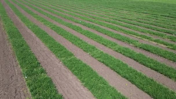 初期の小麦、ライ麦、キビやトウモロコシとストライプフィールドの空中ビュー。若い早緑草. — ストック動画