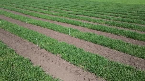 Letecký pohled na pruhované pole s ranou pšenicí, žitem, proso nebo kukuřicí. Mladá raně zelená tráva. — Stock video