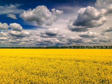 Güzel bulutlu kolza tohumu tarlası, yeşil enerji için bitki, bahar zamanı. Tarım ekolojik kavramı.
