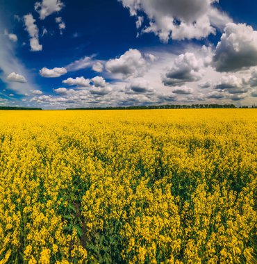 Güzel bulutlu kolza tohumu panoramik manzarası, yeşil enerji bitkisi, bahar zamanı. Tarım ekolojik kavramı.