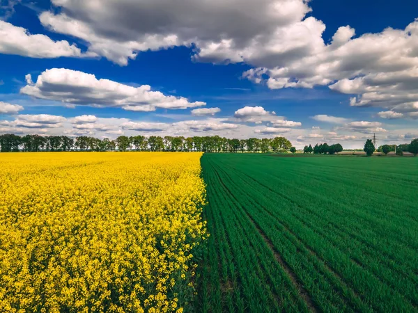 Поле Рапса Поле Зеленой Пшеницы Красивыми Облаками Растение Зеленой Энергии Лицензионные Стоковые Изображения