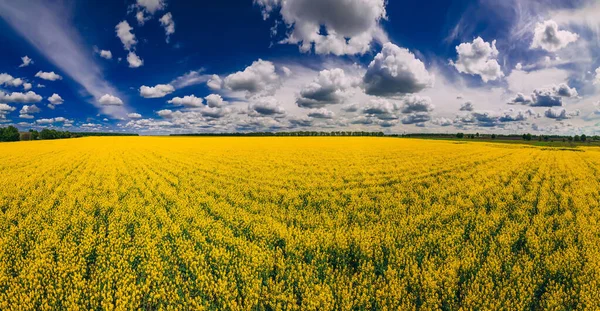 Панорамный Вид Поля Рапса Красивыми Облаками Растение Зеленой Энергии Весна Стоковое Фото