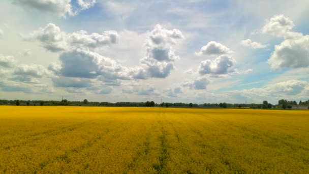 Żółty widok z lotu ptaka. Pole kwiatów rzepaku z paskami jasnożółtego rzepaku i latającymi ptakami na pięknym niebie z chmurami w tle — Wideo stockowe