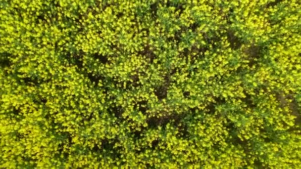 Πάνω προς τα κάτω περιστρεφόμενη εναέρια άποψη drone του Κίτρινου τομέα Canola. Πεδίο ανθών ελαιοκράμβης με λωρίδες έντονου κίτρινου κράμβου — Αρχείο Βίντεο