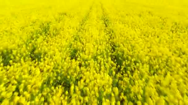 Żółty widok z lotu ptaka. Pole kwiatów rzepaku z paskami jasnożółtego rzepaku i latającymi ptakami na pięknym niebie z chmurami w tle — Wideo stockowe