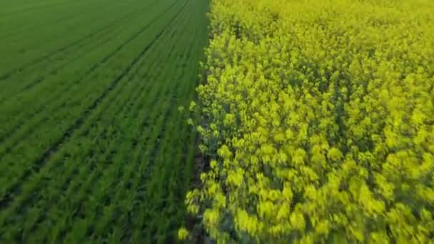Κίτρινο Canola πεδίο εναέρια θέα drone. Βιασμός ανθισμένο πεδίο με λωρίδες φωτεινό κίτρινο βιασμού και ιπτάμενα πουλιά στον όμορφο ουρανό με φόντο σύννεφα — Αρχείο Βίντεο