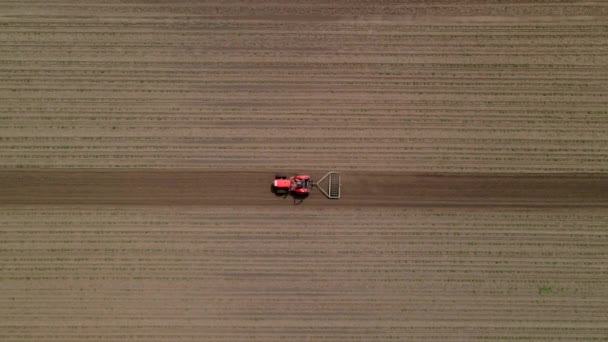Agricultural red small tractor in the field plowing, works in the field. Flying over a tractor working in the field. Tractor plows the field aerial slow motion view. — Stock Video