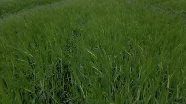 Крупним планом вид з повітря на маленьке поле з зеленою пшеницею. Молода зелена трава на вітрі . — стокове відео