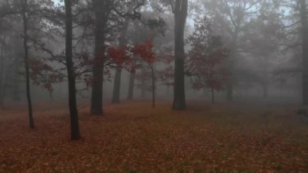 Gizemli sis parkında, kahverengi sonbahar ağaçları arasında hızlı bir sürücü ile kamera uçuyor. — Stok video