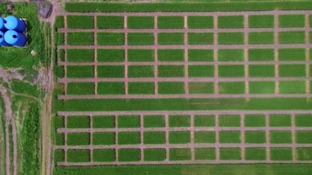 Aerial view of striped field with green wheat. Young green grass on breeding station. — Stock Video