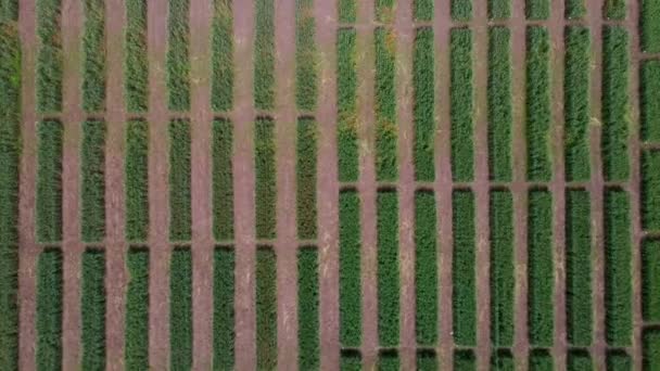 Aerial view of striped field with green wheat. Young green grass on breeding station. — Stock Video