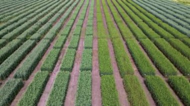 Farklı yeşil buğdaylı çizgili alanın havadan görünüşü. Üreme istasyonunda genç yeşil çimenler.