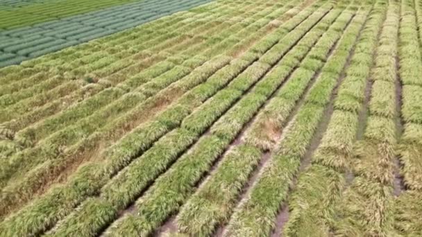 Aerial view of striped field with different green wheat. Young green grass on breeding station. — Stock Video