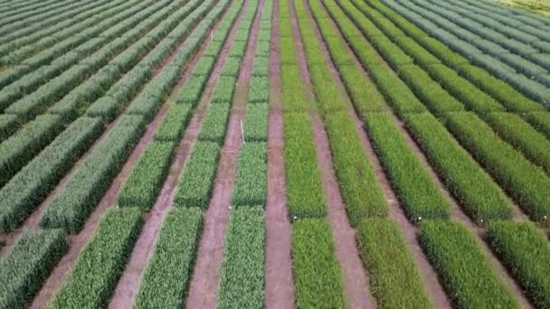 Letecký pohled na pruhované pole s jinou zelenou pšenicí. Mladá zelená tráva na chovatelské stanici. — Stock video