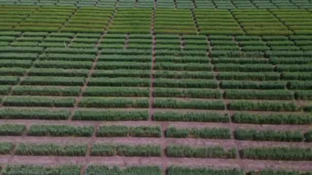 Vista aérea do campo listrado com trigo verde. Grama verde jovem na estação de reprodução. — Vídeo de Stock