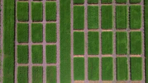 Luchtfoto van gestreept veld met groene tarwe. Jonge groene gras op fokstation. — Stockvideo