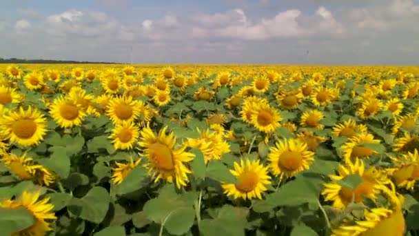 Beautiful aerial view above to the sunflowers field. Top view into agriculture field with blooming sunflowers. Summer landscape with big yellow farm field with sunflowers — Stock Video