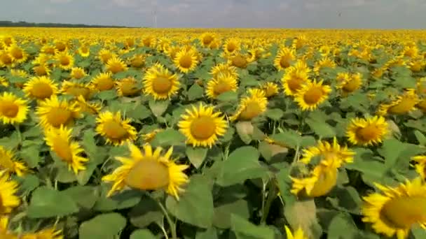 Hermosa vista aérea sobre el campo de girasoles. Vista superior en el campo de la agricultura con girasoles en flor. Paisaje de verano con gran campo de cultivo amarillo con girasoles — Vídeos de Stock