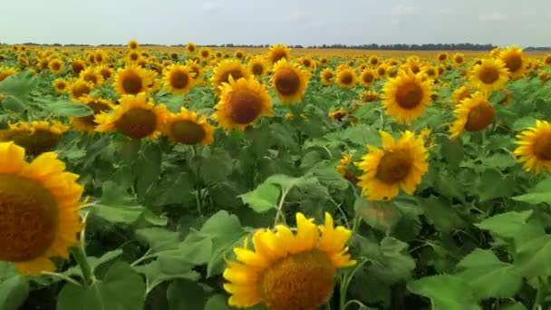 Drone extremly close flies to young sunflowers σε ένα μεγάλο πεδίο ηλιοτροπίου το καλοκαίρι. — Αρχείο Βίντεο