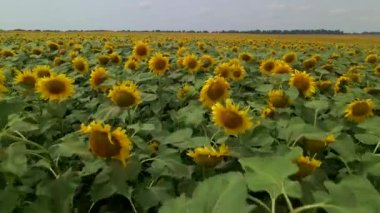 Ayçiçeği tarlasının üzerindeki güzel hava manzarası. Çiçek açan ayçiçekleriyle tarım alanının en üst görüntüsü. Büyük sarı tarlalı ve ayçiçekli yaz manzarası