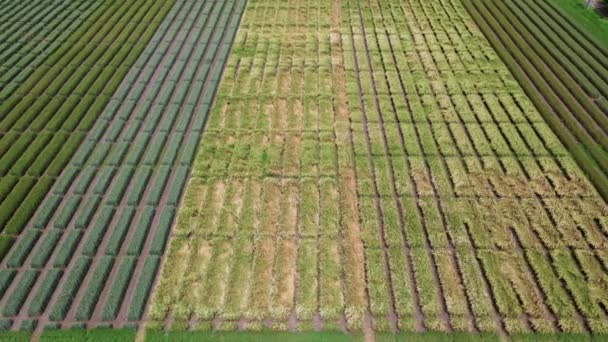 Flygfoto av randigt fält med tidigt vete, råg, hirs eller majs. Ungt tidigt grönt gräs. — Stockvideo