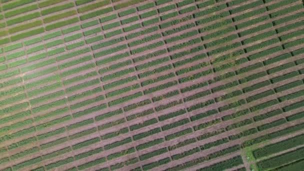 Aerial view of striped field with early wheat, rye, millet or corn. Young early green grass. — Stock Video