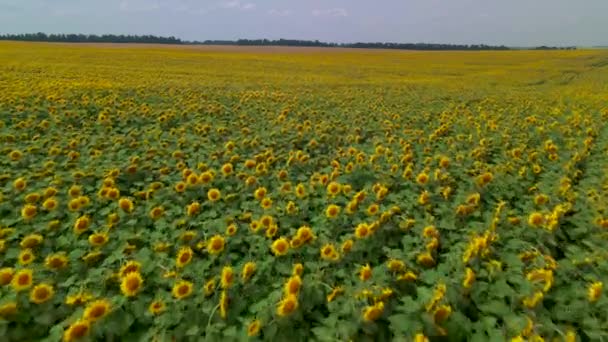 Ayçiçeği tarlasının üzerindeki güzel hava manzarası. Çiçek açan ayçiçekleriyle tarım alanının en üst görüntüsü. Büyük sarı tarlalı ve ayçiçekli yaz manzarası — Stok video