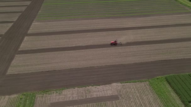 Agricultural red small tractor in the field plowing, works in the field. Flying over a tractor working in the field. Tractor plows the field aerial slow motion view. — Stock Video