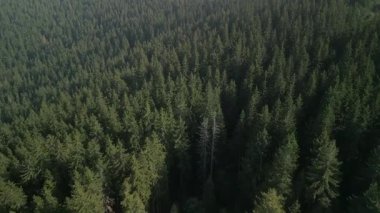 Hava aracı görüntüsü, kamera yeşil çam ormanının üzerinde uçuyor. Avrupa 'daki Karpatlar' ın sinematik görüntüleri. 4k renk düzeltilmiş çekim
