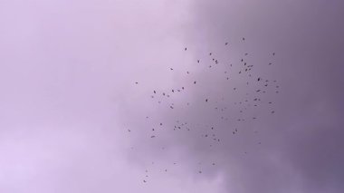 Gökyüzünde bir kara kuş sürüsü, kargalar bulutlu gökyüzünde daireler çiziyor, 4k fotage